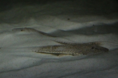 Pseudohemiodon laticeps