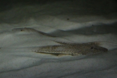 Pseudohemiodon laticeps