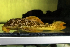 Scobinancistrus aureatus (L 14)