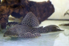 Hypostomus sp.