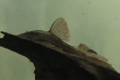 Cochliodon basilisko