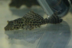 Glyptoperichthys gibbiceps (L 165)