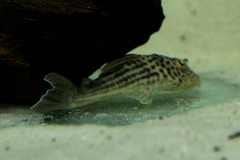 Ancistomus snethlageae (L 141/L 215)