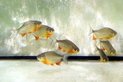 Colossoma brachypomus
