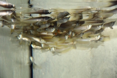 Silber-Arowana (Osteoglossum bicirrhosum)