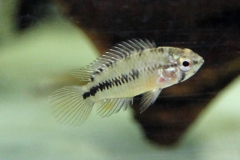 Gelber Zwergbuntbarsch (Apistogramma borrellii "opal")