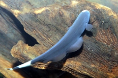Weißstirn-Messerfisch (Apteronotus albifrons)