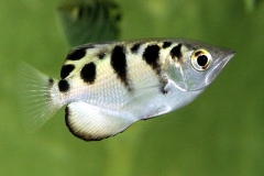 Schützenfisch (Toxotes chatareus/jaculatrix)