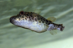 Leopard-Kugelfisch (Pao turgidus "abei")