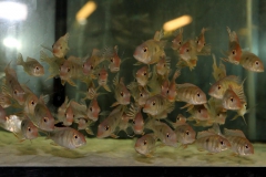 Rotkopf-Erdfresser "Red Cheek" (Geophagus sp. "Tapajós I"