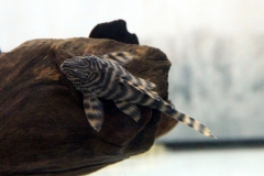 Panaqolus sp. "L 2"