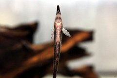 Farlowella cf. vittata