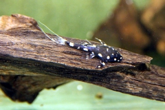Acanthicus adonis