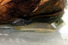 Chaetostoma formasae (L 444)