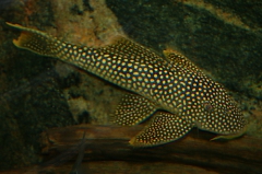 Scobiancistrus aureatus L14