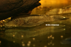 Ancistrus sp. "L 180"