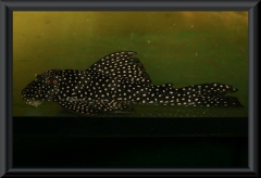 Baryancistrus niveatus (L 26)
