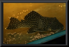 Baryancistrus niveatus (L 26)