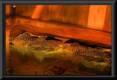 Oligancistrus sp. "L 30"
