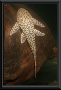 Squaliforma cf. emmaginata (L 35)