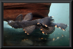 Leporacanthicus triactis (L 91)