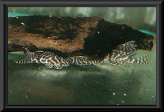 Hypancistrus sp. "L 173b"