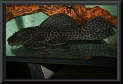Megalancistrus parananus (L 234)