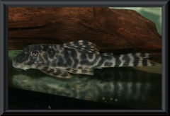 Peckoltia sp. L 377 / LDA 18