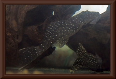 Hopliancistrus sp. "L 17"