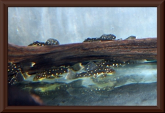 Hypostomus luteus bred