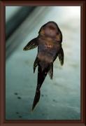 Hypostomus luteus bred