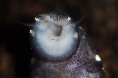 Leporacanthicus sp. "L 240"