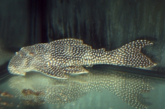 Scobinancistrus sp. "L 253"