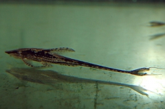 Sturisoma sp. "Colombia"