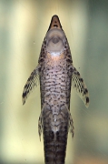 Sturisoma sp. "Colombia"