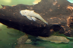 Chaetostoma formosae (L 444)