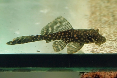 Glyptoperichthys joselimaianus (L 1/L 22)