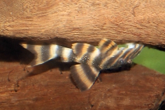 Panaqolus sp. "L 271"