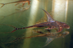 Lamontichthys llanero