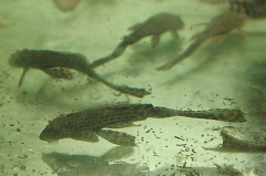 Liposarcus pardalis "Schleier"