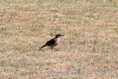 Töpfervogel