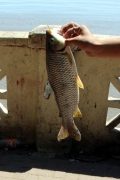 Dorade