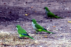 Mönchsittiche (Myiopsitta monachus)