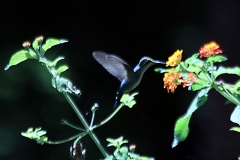 Amethystkolibri (Colibri serrirostris)?