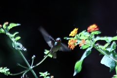 Amethystkolibri (Colibri serrirostris)?