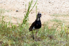 Kanincheneule (Athene cunicularia)