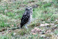 Kanincheneule (Athene cunicularia)