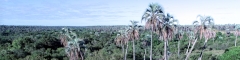 El Palmar