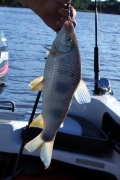 Dorada