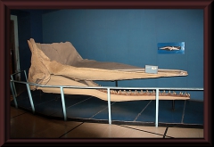 Fosil von Physeter macrocephalus